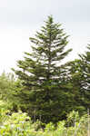 Red spruce